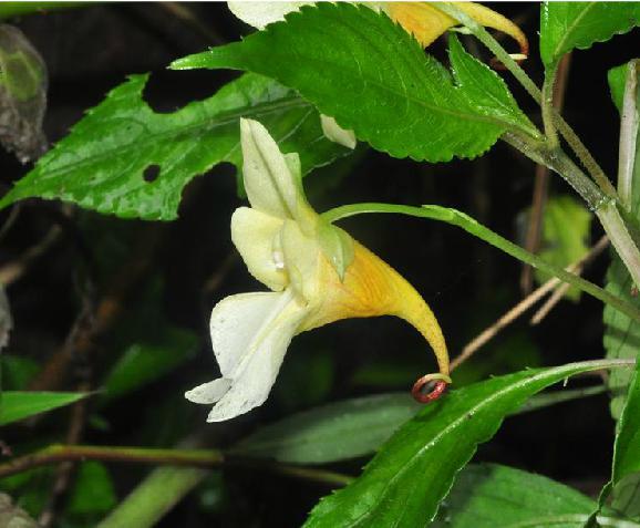 凤仙花果实图片,凤仙花开花后又发生了哪些变化?