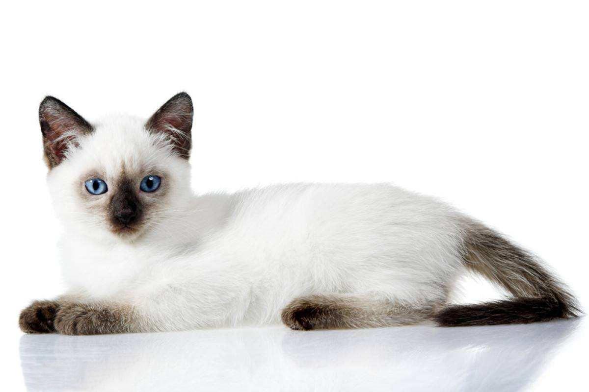 不同宠物猫种类大全,各品种特点,价格,图片,名称介绍-宠物主人
