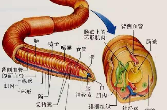 蚯蚓 无脊椎动物 生活习性 分类分布 生理结构 头条百科