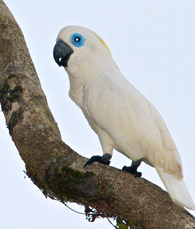 蓝眼巴丹鹦鹉 快懂百科