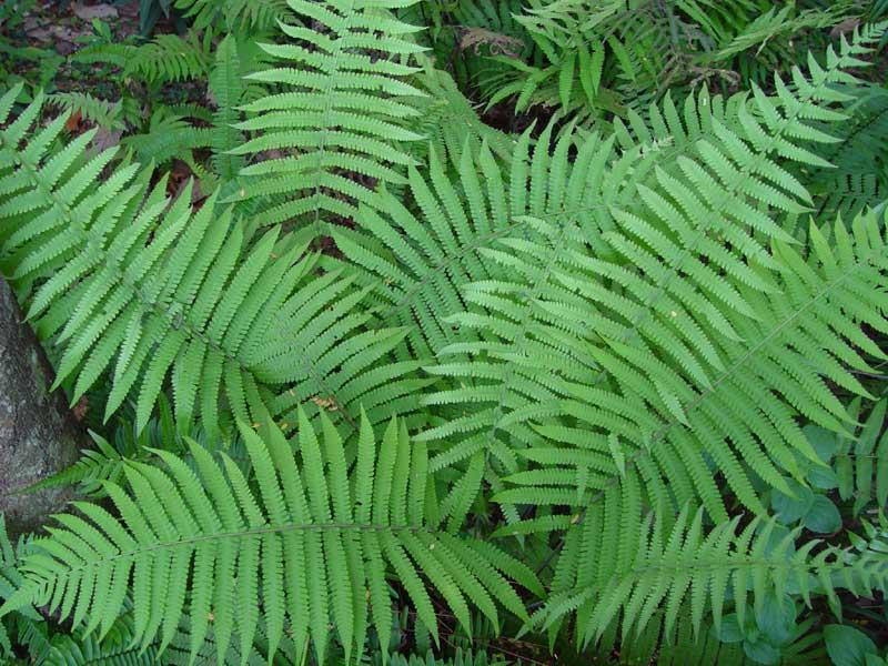 华南毛蕨[华南毛蕨]