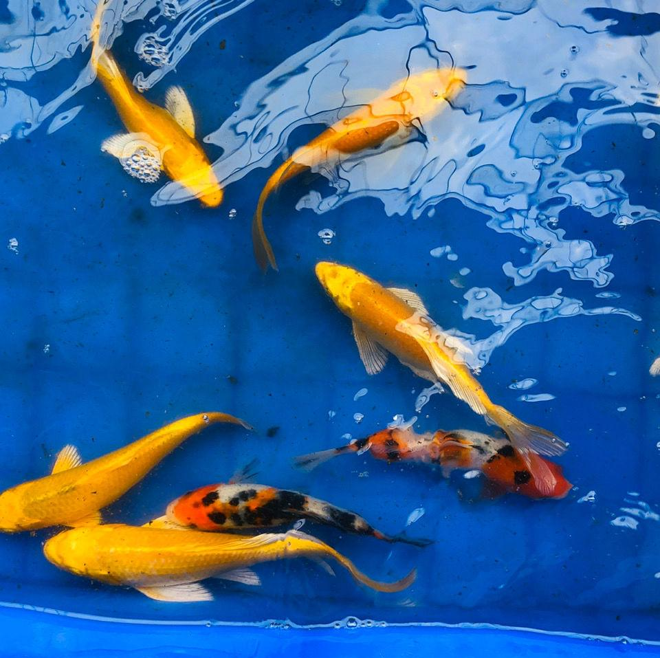 龙凤锦鲤 快懂百科