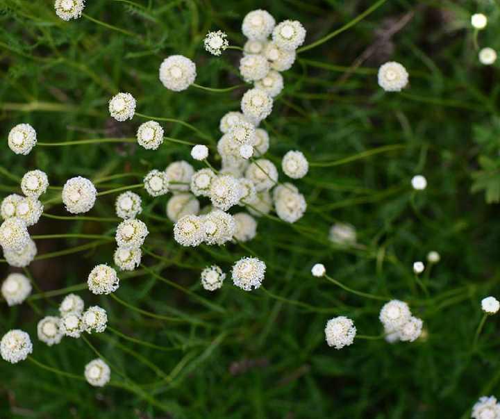 绵杉菊 特性 用途 栽培管理 头条百科