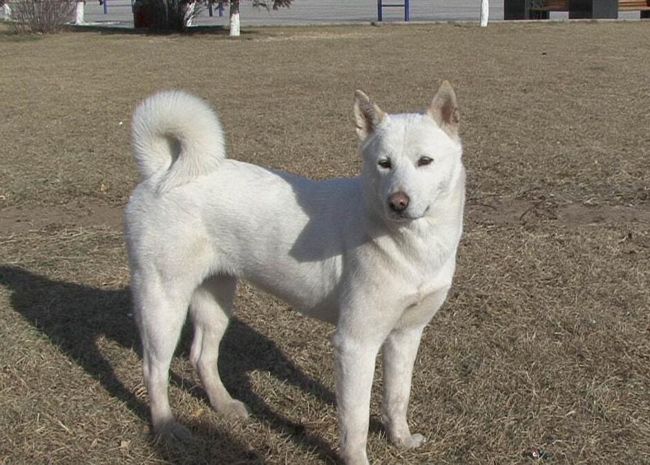 珍岛犬 快懂百科