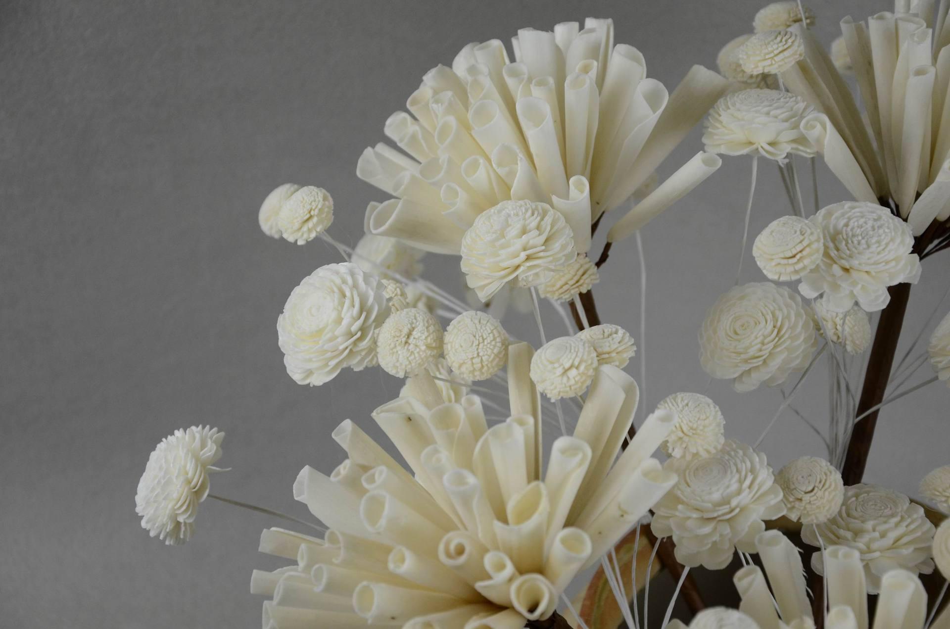 通草花 快懂百科