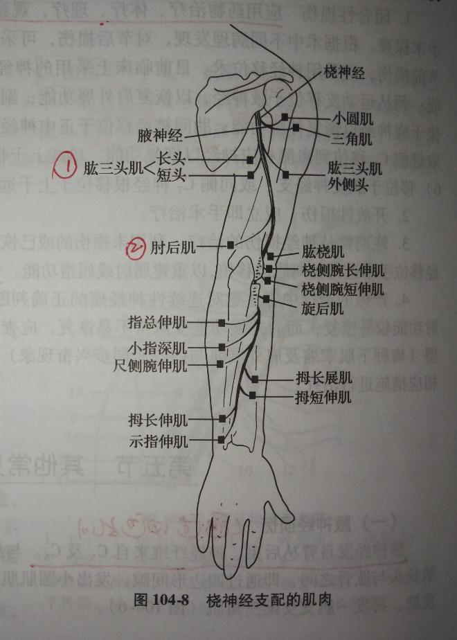 尺侧腕屈肌神经支配图片