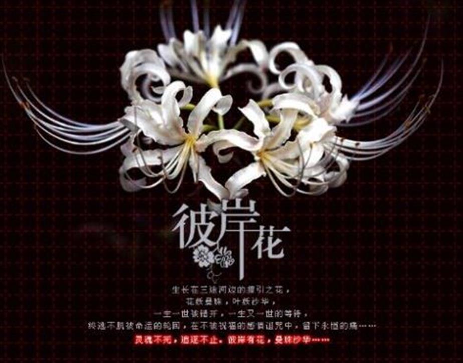 彼岸花 快懂百科