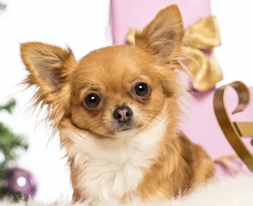 长毛吉娃娃 快懂百科