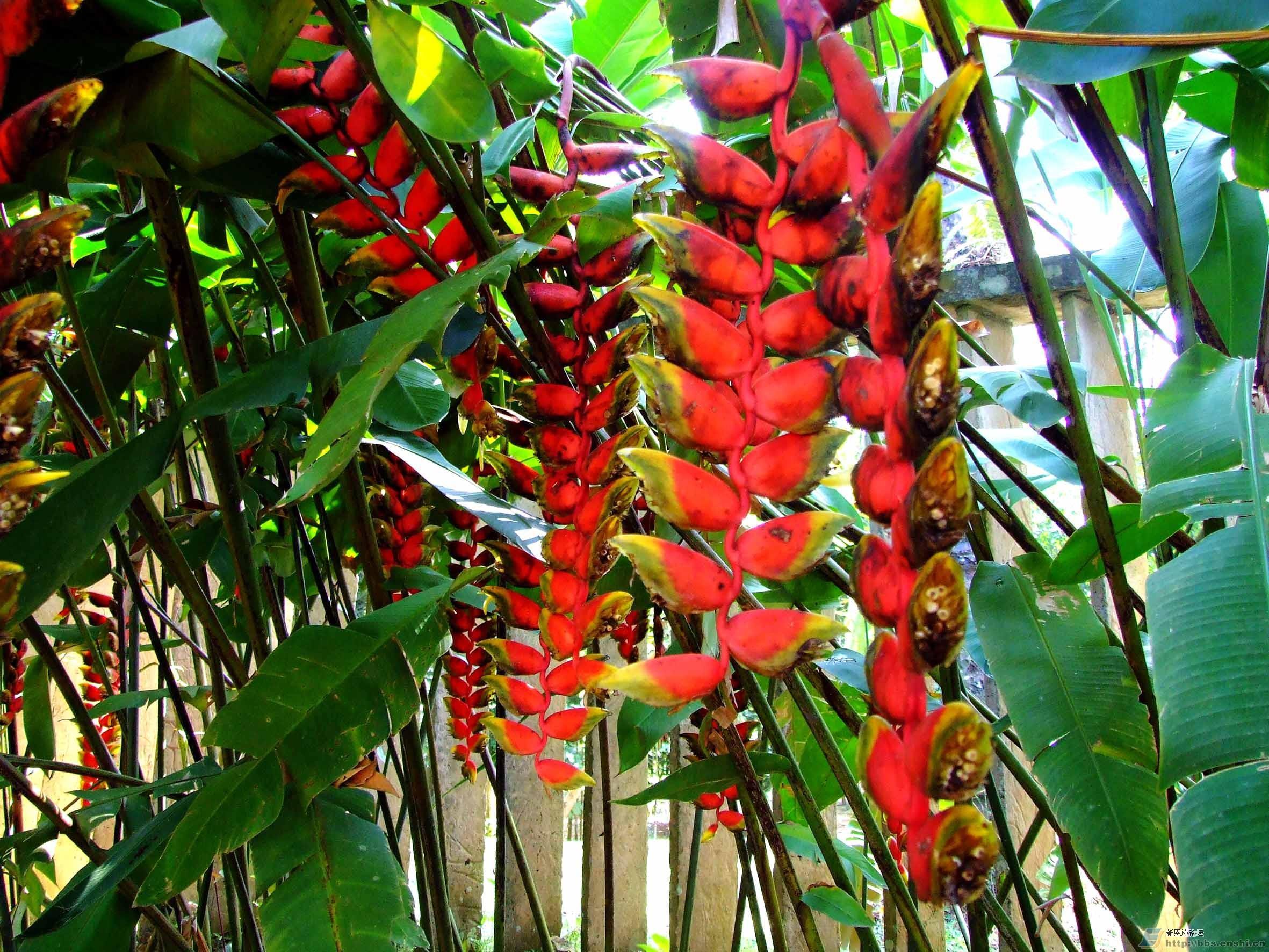 鞭炮花 快懂百科