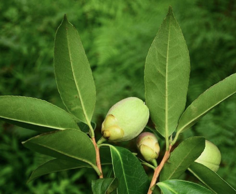 大果核果茶 快懂百科