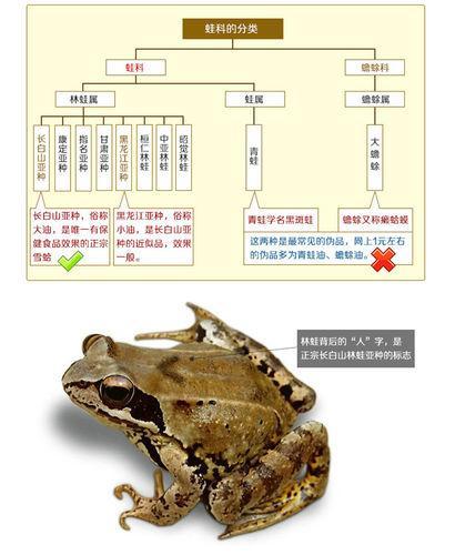 吉林长白山中国林蛙油 快懂百科