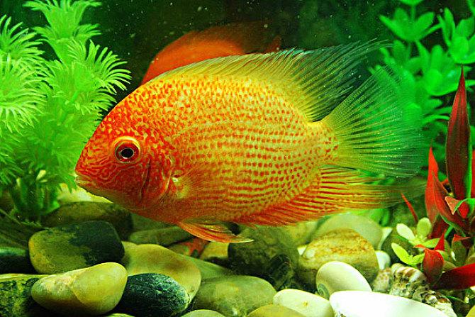 常见大型观赏鱼种类图片介绍,看图片你认识哪些-宠物主人