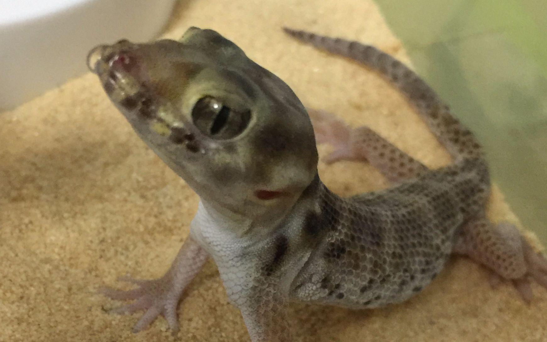 蛙眼守宫 快懂百科