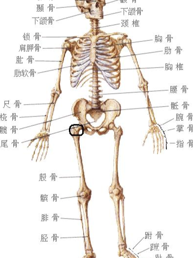 四肢骨 快懂百科