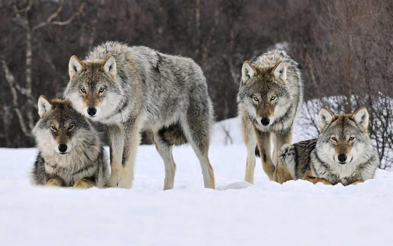 狼群规模对捕猎野牛成功率的影响 - 哔哩哔哩