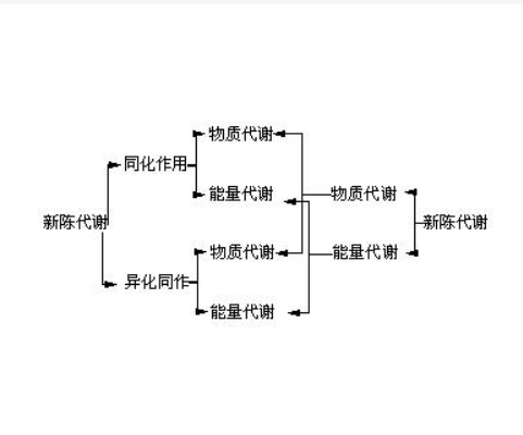 物质代谢 快懂百科