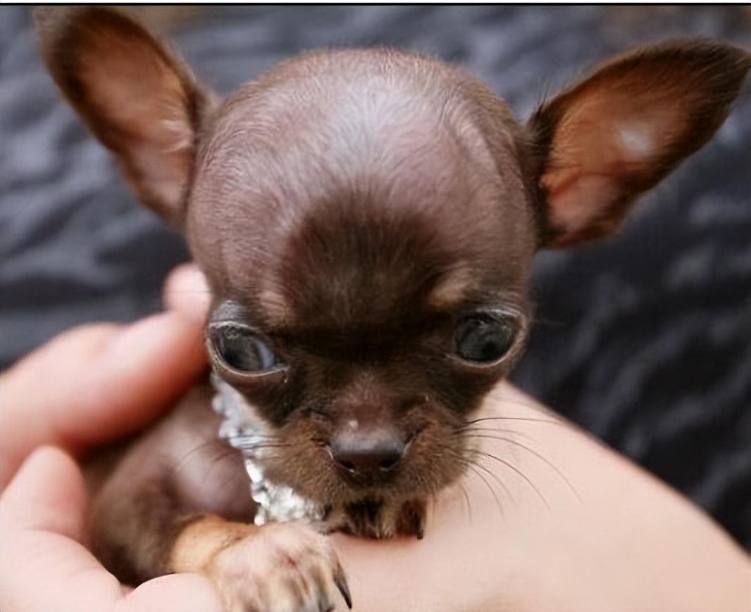 全球最小狗狗现身美国佛州，身长仅9厘米，比电视遥控器还短_珍珠_世界_因为