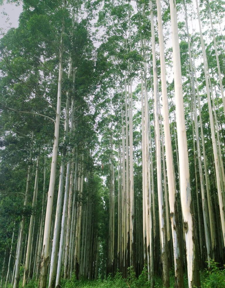 桉树 - 快懂百科