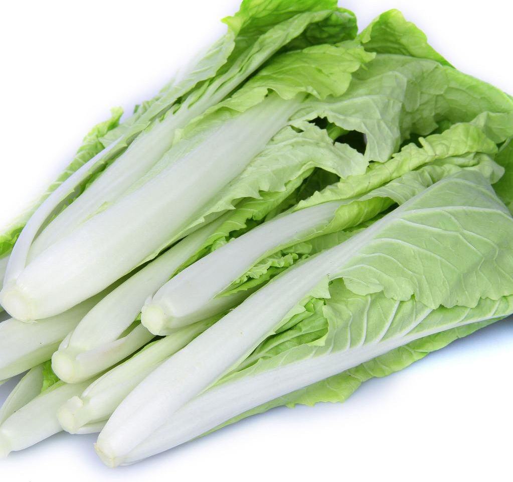 小白菜 快懂百科