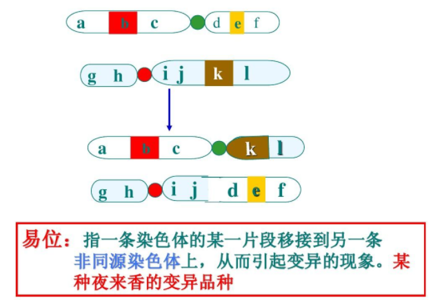 非同源染色体 快懂百科